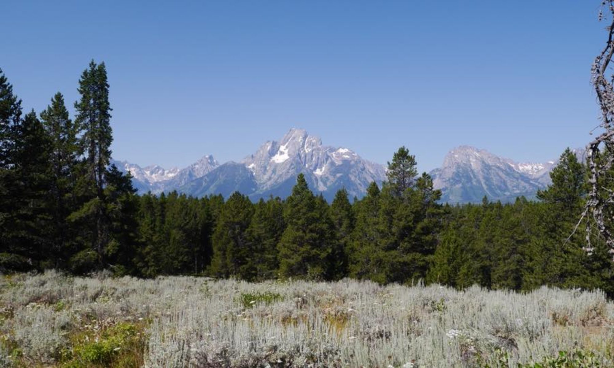 Teton mountain range in background with pine trees and field of wildflowers in foreground.